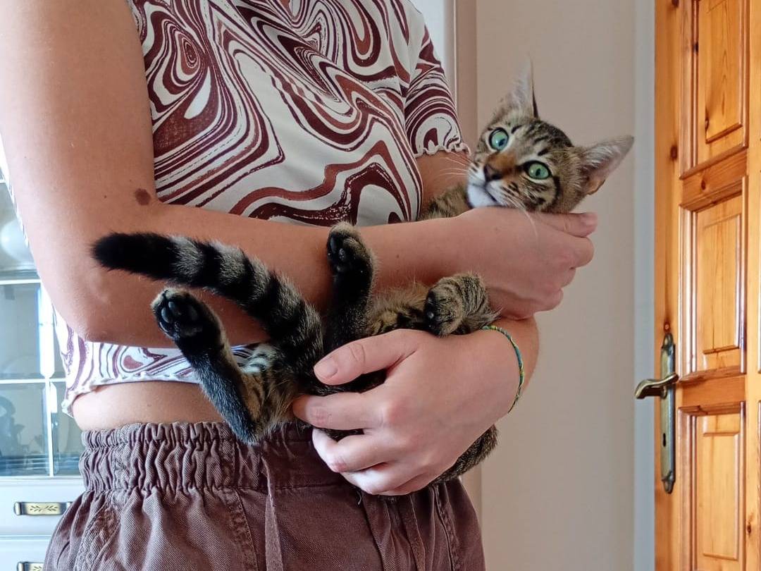Adotta un gatto, maschio, 5 mesi, Alessandria