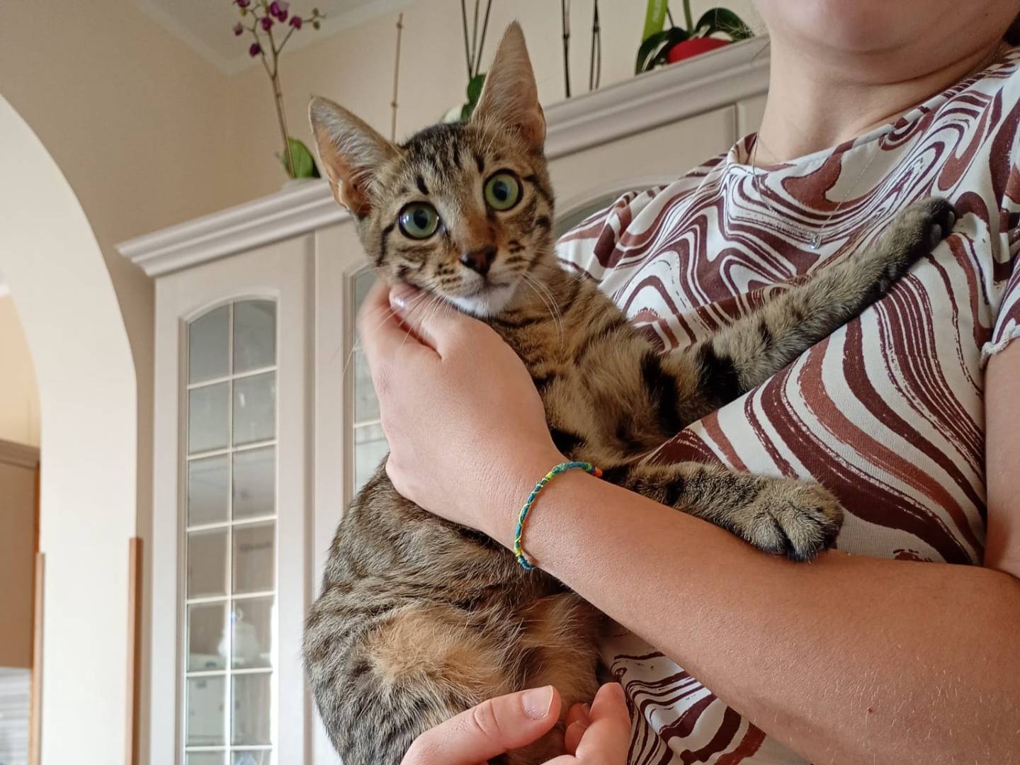 Adozione gatto, maschio, Razza sconosciuta Razza sconosciuta, 5 mesi, taglia non valida, Arezzo