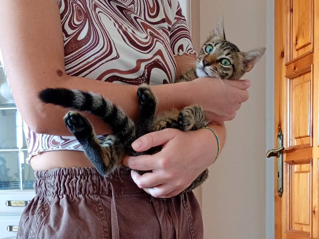 Adotta un gatto, maschio, 5 mesi, Arezzo