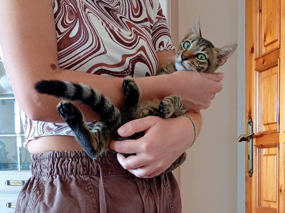 Adotta un gatto, maschio, 5 mesi, Biella