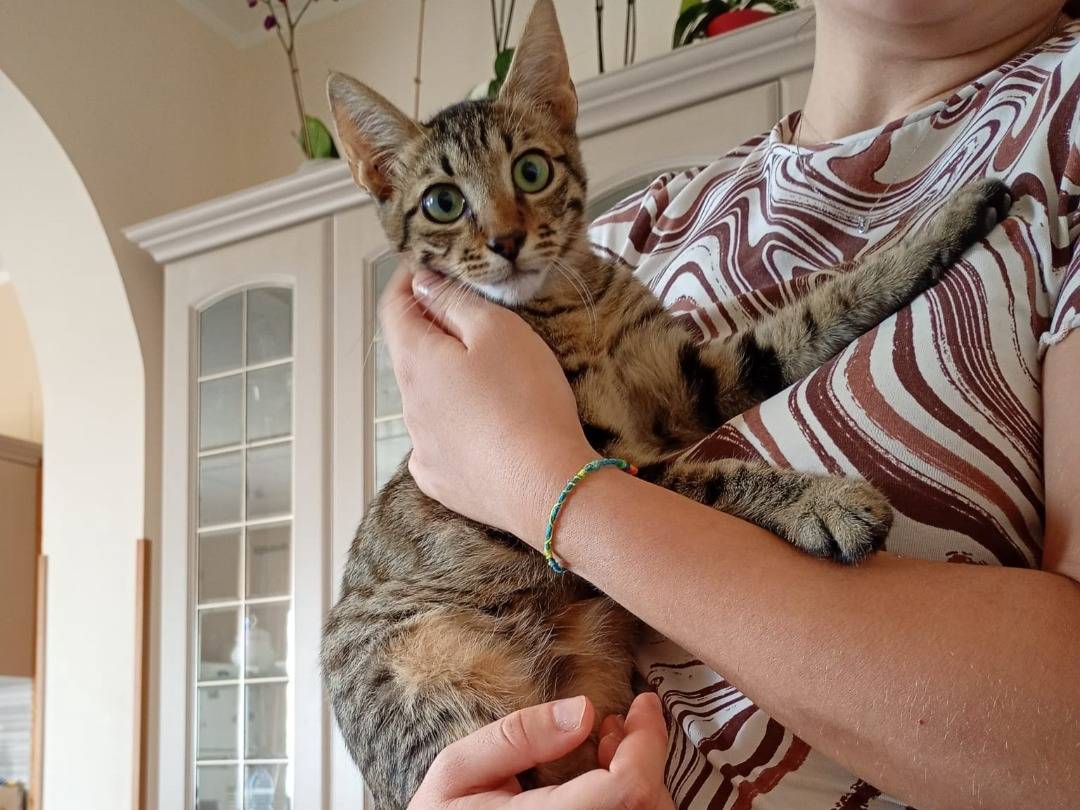 Adozione gatto, maschio, Razza sconosciuta Razza sconosciuta, 5 mesi, taglia non valida, Belluno