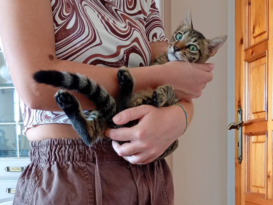 Adotta un gatto, maschio, 5 mesi, Belluno