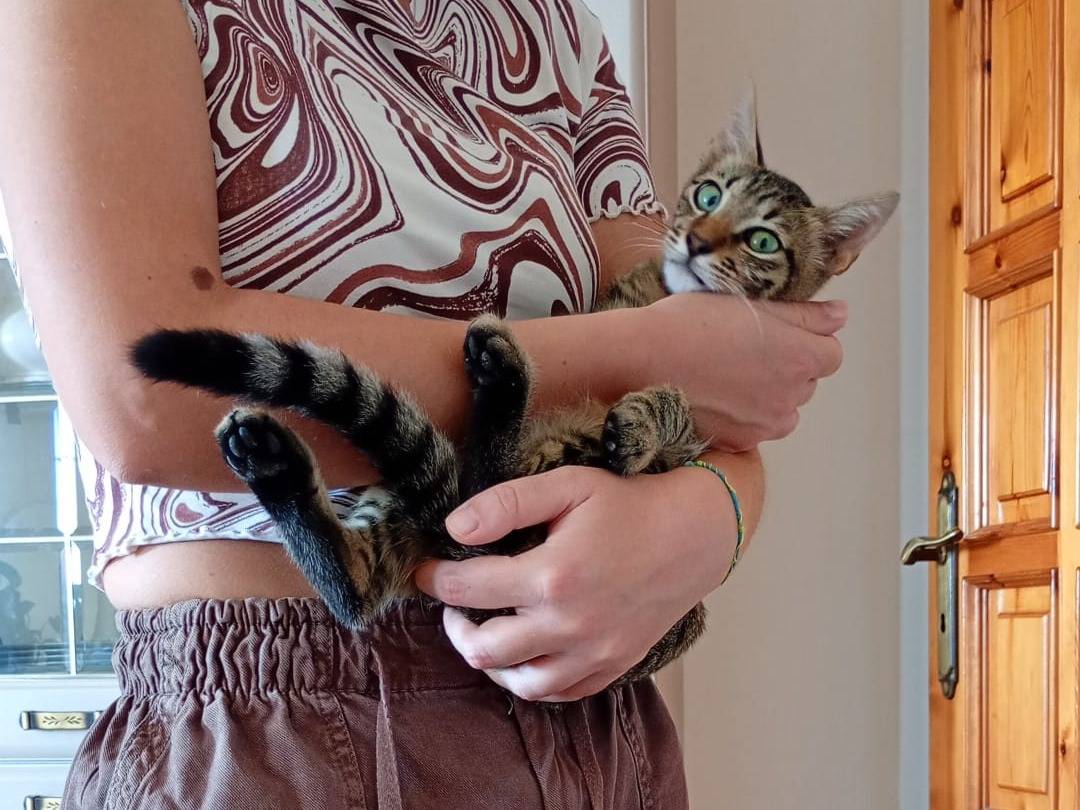 Adotta un gatto, maschio, 5 mesi, Bologna