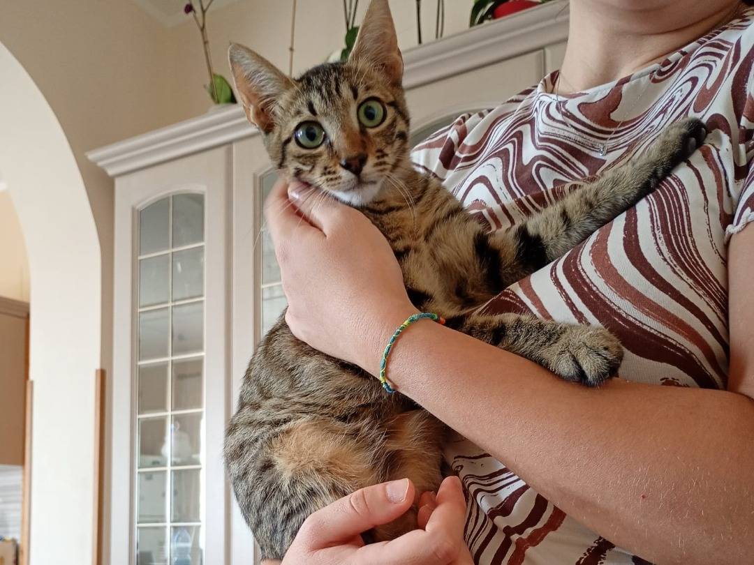 Adozione gatto, maschio, Razza sconosciuta Razza sconosciuta, 5 mesi, taglia non valida, Brescia