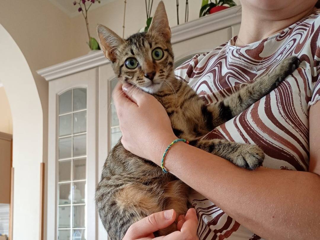 Adozione gatto, maschio, Razza sconosciuta Razza sconosciuta, 5 mesi, taglia non valida, Foggia