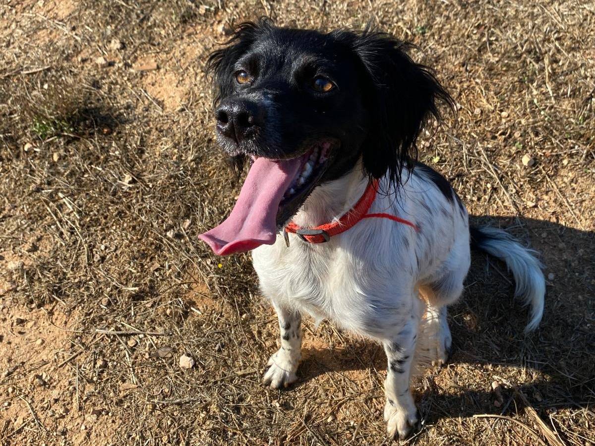 Adotta un cane, femmina, 3 anni e 1 mese, Lecce