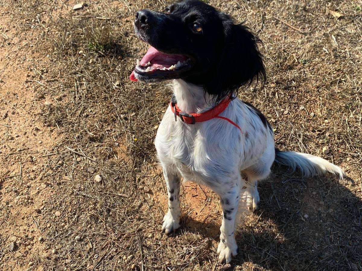 Adotta un cane, taglia media contenuta, femmina, Lecce
