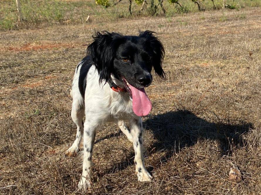 Vuoi adottare un cane a Lecce?