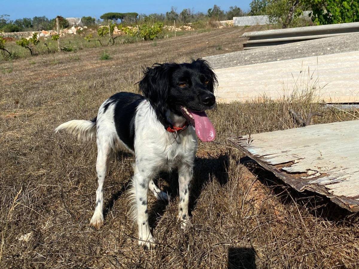 Adozione cane, femmina, Breton Razza sconosciuta, 3 anni e 1 mese, taglia media contenuta, Lecce