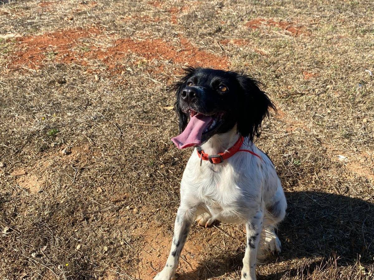 Adotta il cane Cloe Breton a Lecce