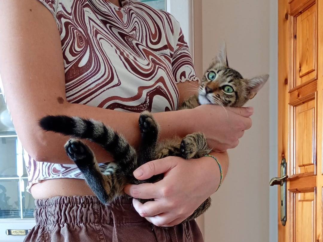 Adozione gatto, maschio, Razza sconosciuta Razza sconosciuta, 5 mesi, taglia non valida, Ferrara