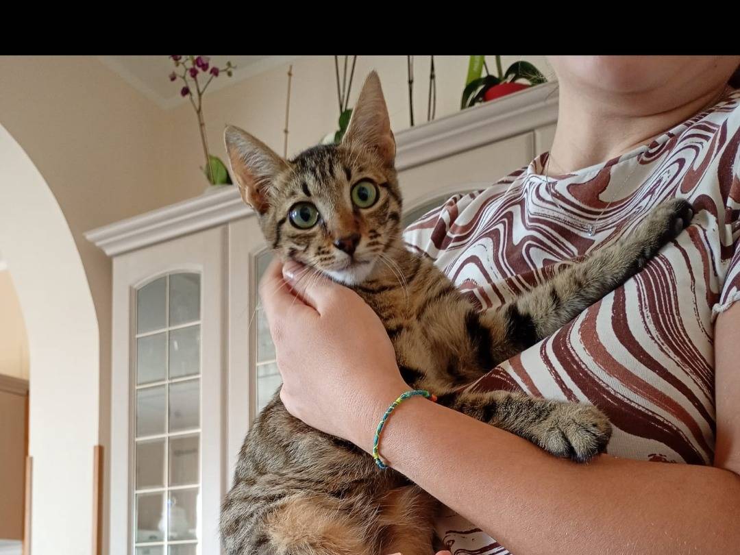 Adotta un gatto, maschio, 5 mesi, Ferrara