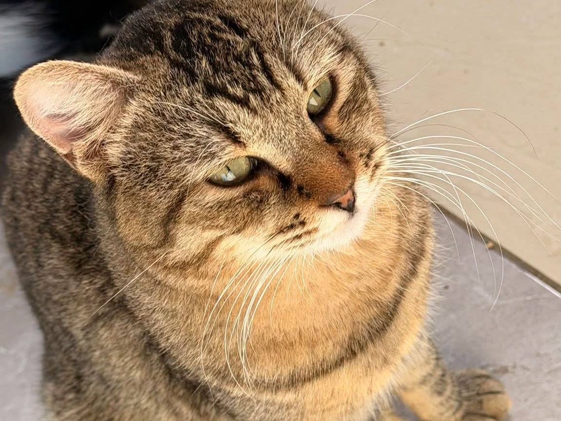 Adozione gatto, maschio, Razza sconosciuta Razza sconosciuta, 1 anno e 1 mese, taglia non valida, Bari