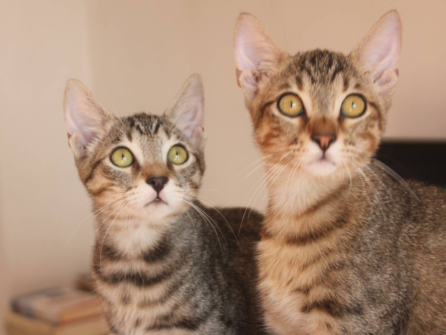Adozione gatto, maschio, Razza sconosciuta Razza sconosciuta, 3 mesi, taglia non valida, Torino