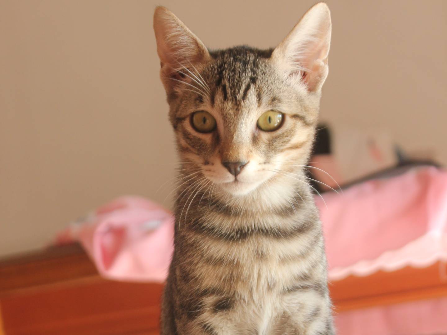 Adotta un gatto, maschio, 3 mesi, Torino
