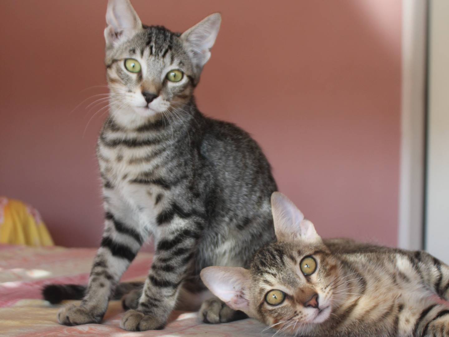 Adotta un gatto, taglia non valida, maschio, Torino