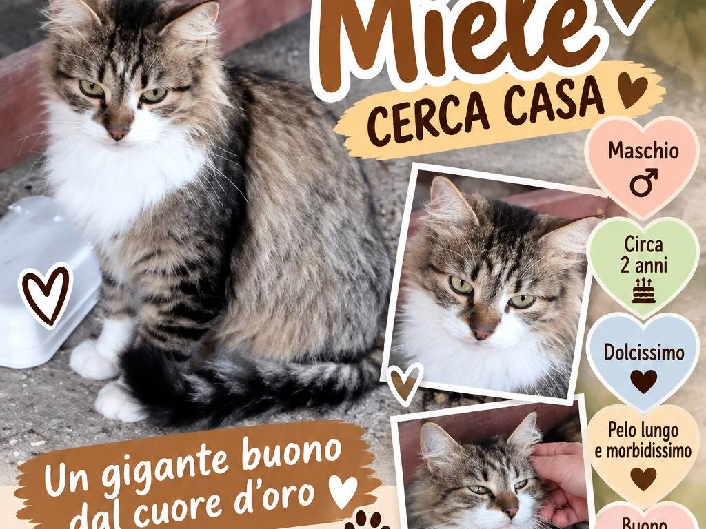 Adozione gatto, maschio, Razza sconosciuta Razza sconosciuta, 1 anno e 11 mesi, taglia non valida, Chieti