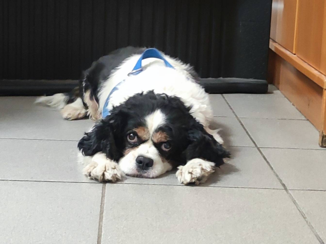 Adotta un cane, maschio, 11 anni e 7 mesi, Milano