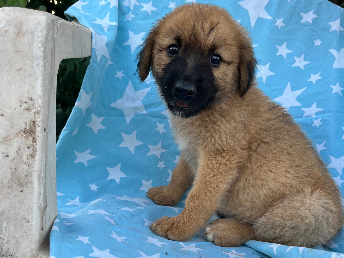 Adozione cane, femmina, Razza sconosciuta Razza sconosciuta, 2 mesi, taglia grande, Siracusa
