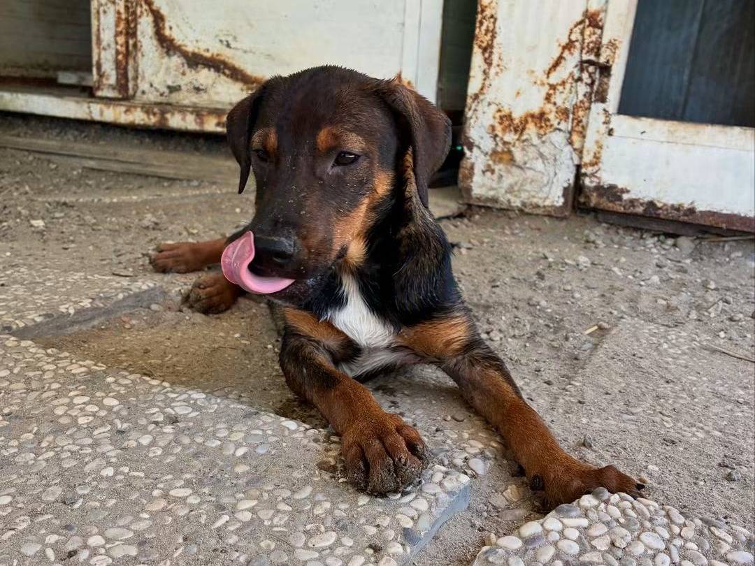Adotta un cane, femmina, 7 mesi, Reggio