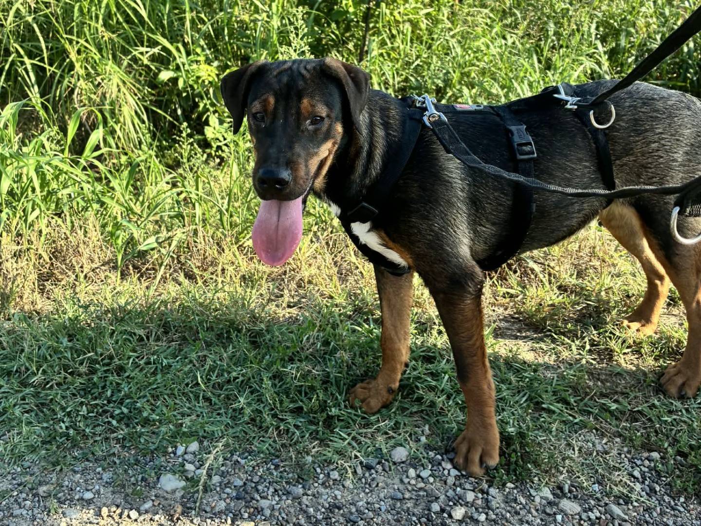 Adotta un cane, taglia media contenuta, femmina, Reggio