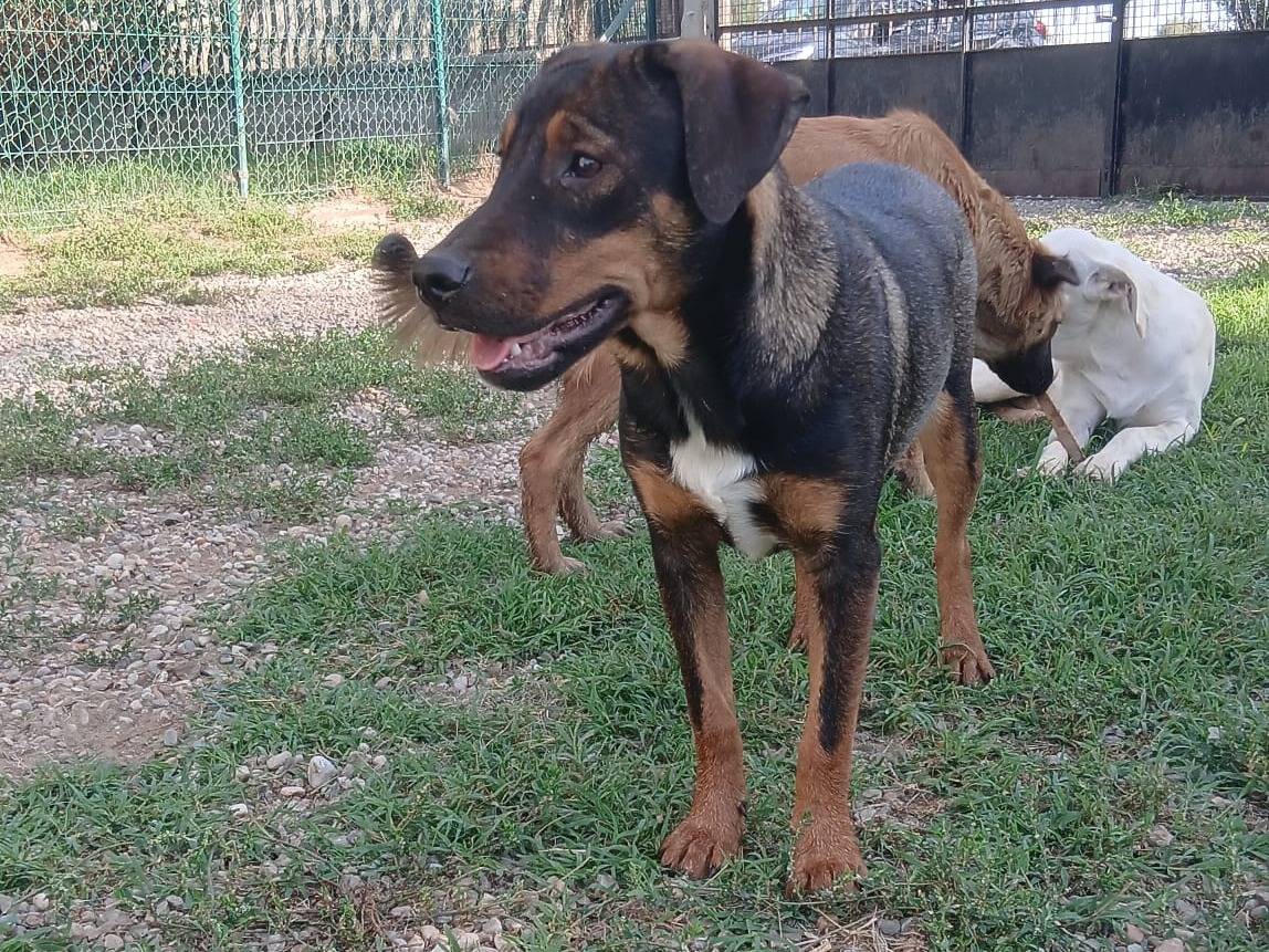 Vuoi adottare un cane a Reggio?