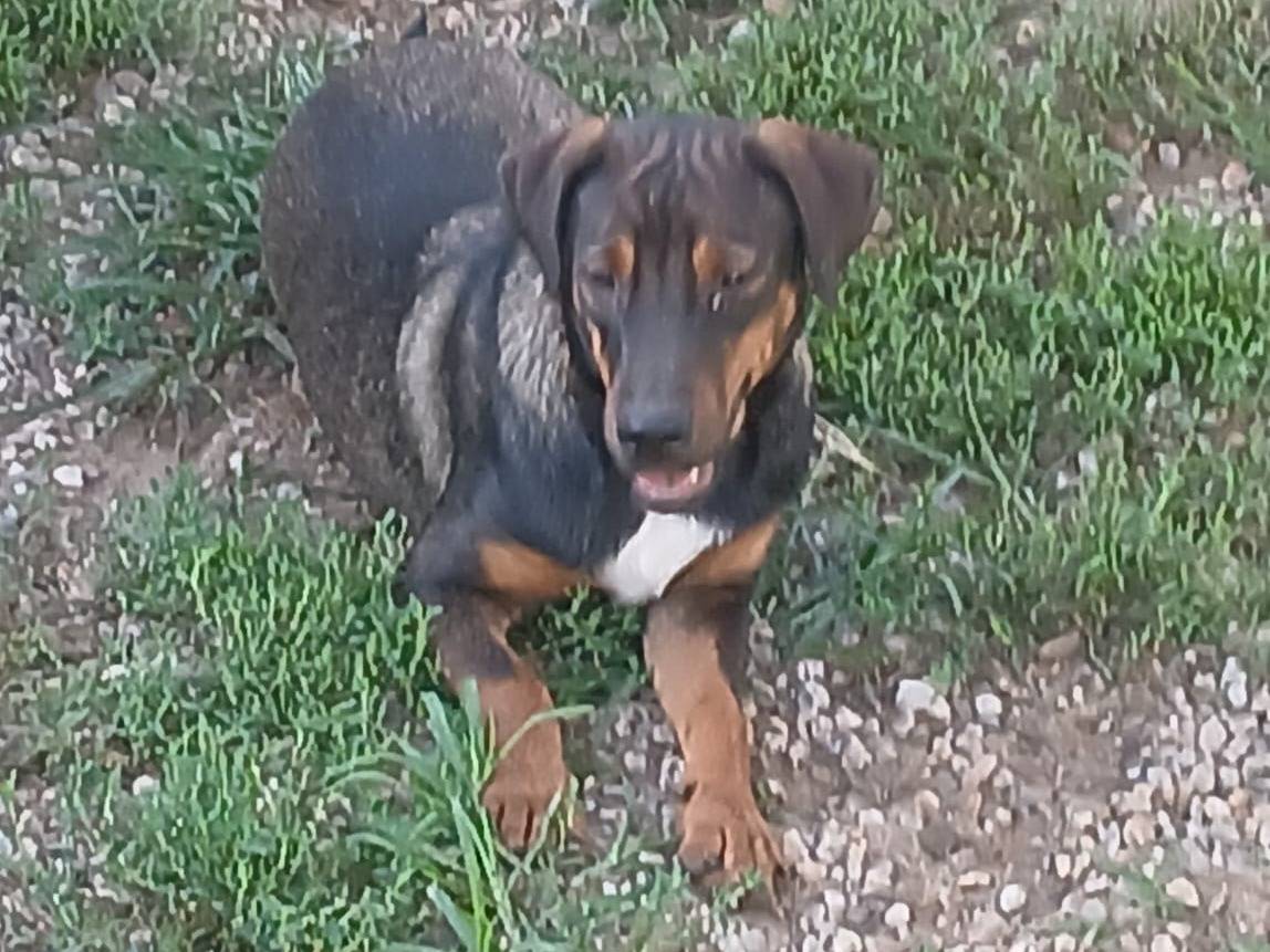 Adotta il cane Dama a Reggio