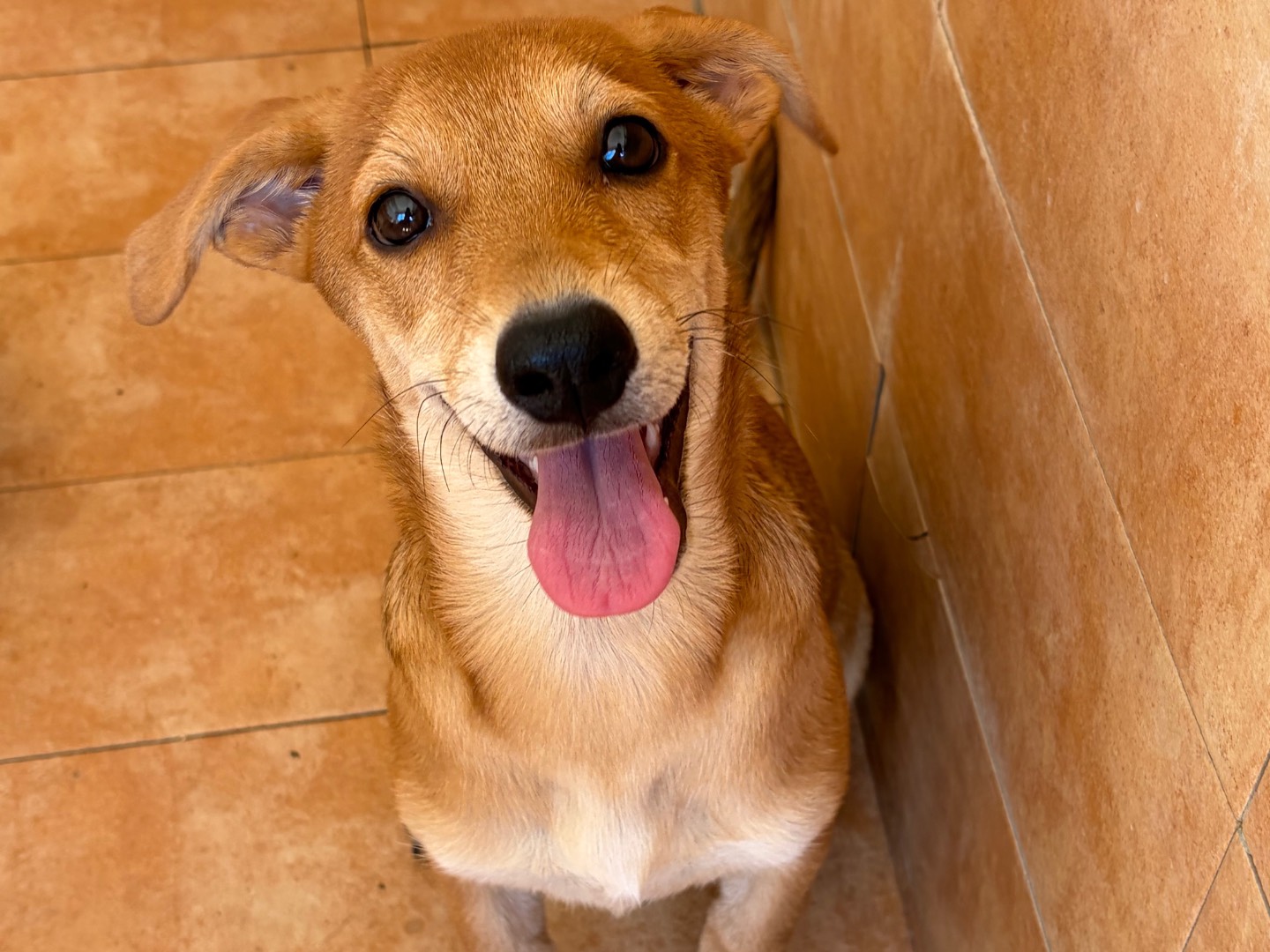 Adotta un cane, femmina, 4 mesi, Torino