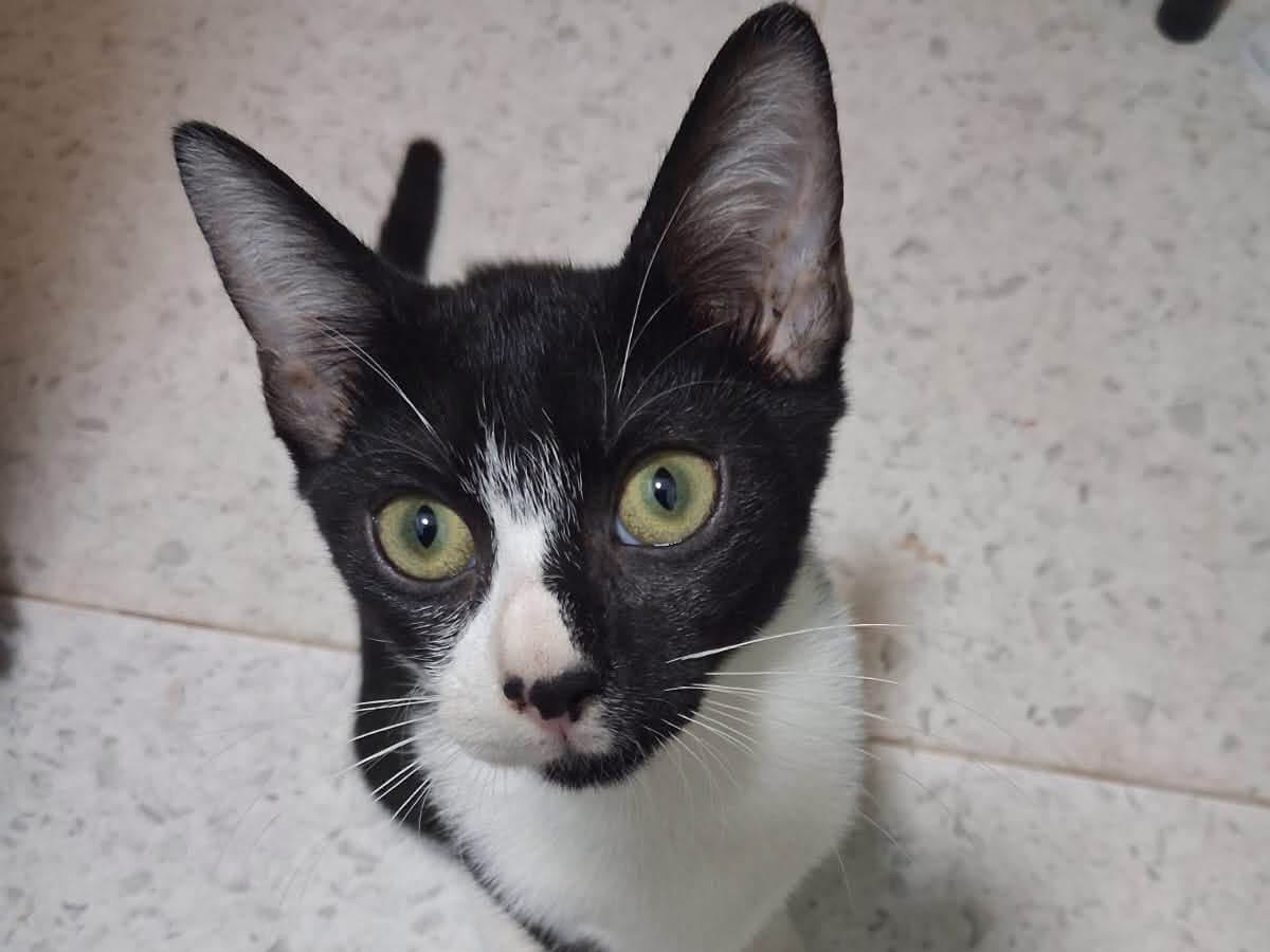 Adozione gatto, femmina, Razza sconosciuta Razza sconosciuta, 5 mesi, taglia non valida, Napoli