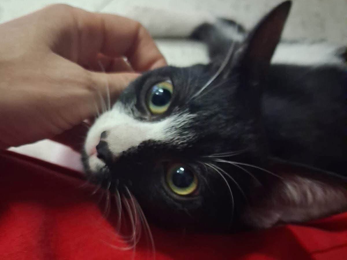 Adotta un gatto, femmina, 5 mesi, Napoli