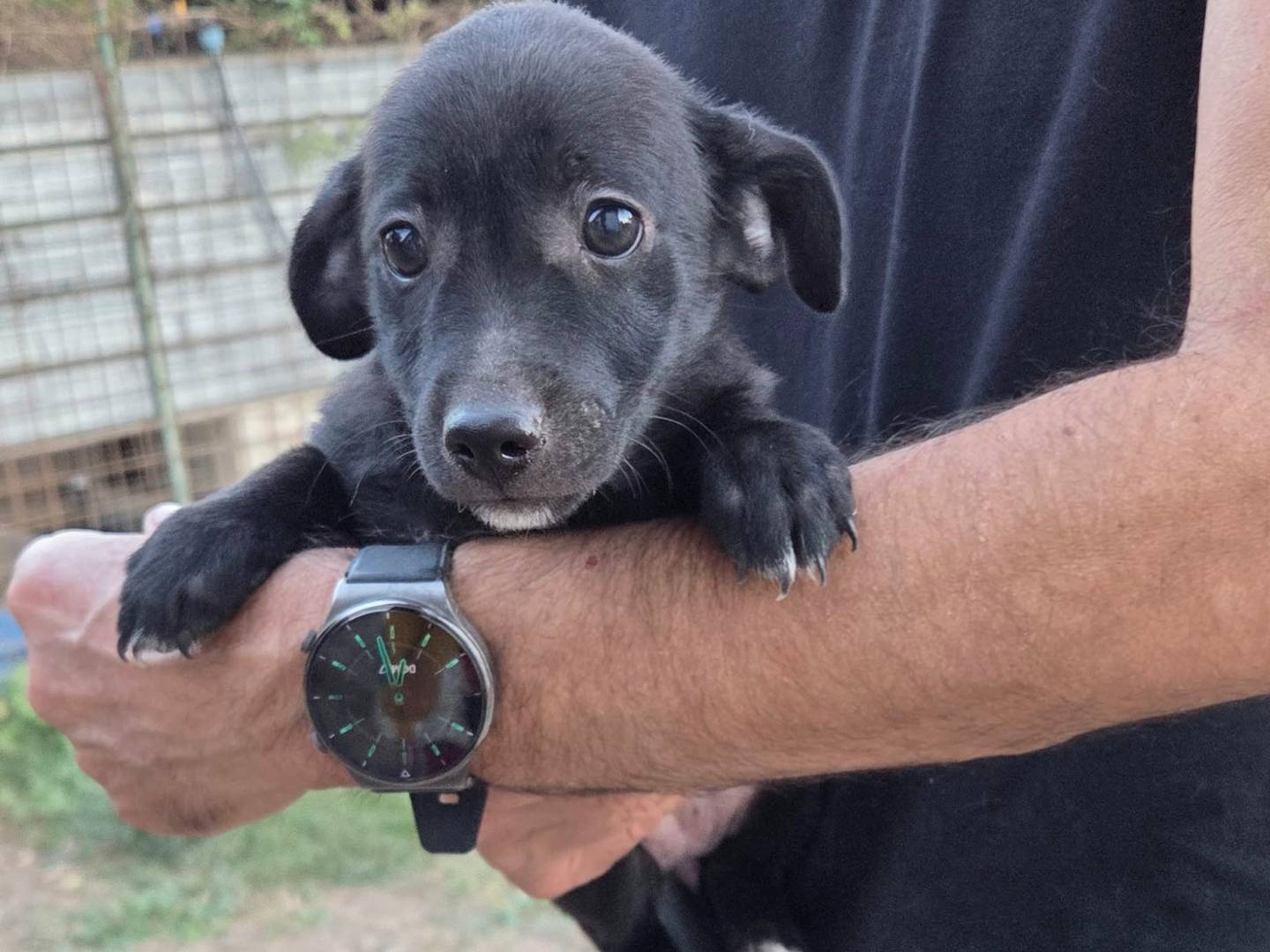 Adozione cane, femmina, Razza sconosciuta Razza sconosciuta, 2 mesi, taglia piccola, Caserta