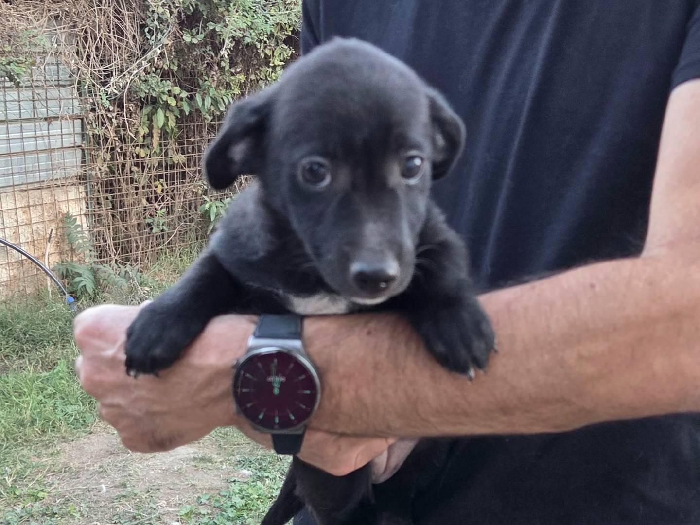 Adotta un cane, femmina, 2 mesi, Caserta
