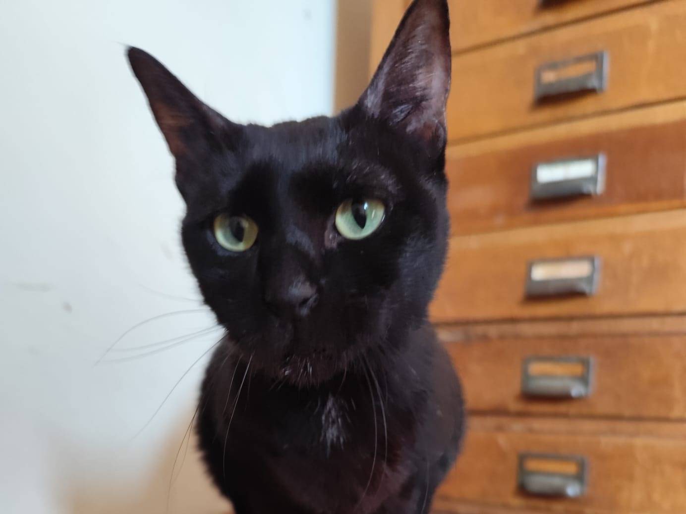 Adozione gatto, femmina, Razza sconosciuta Razza sconosciuta, 5 anni e 4 mesi, taglia non valida, Pavia