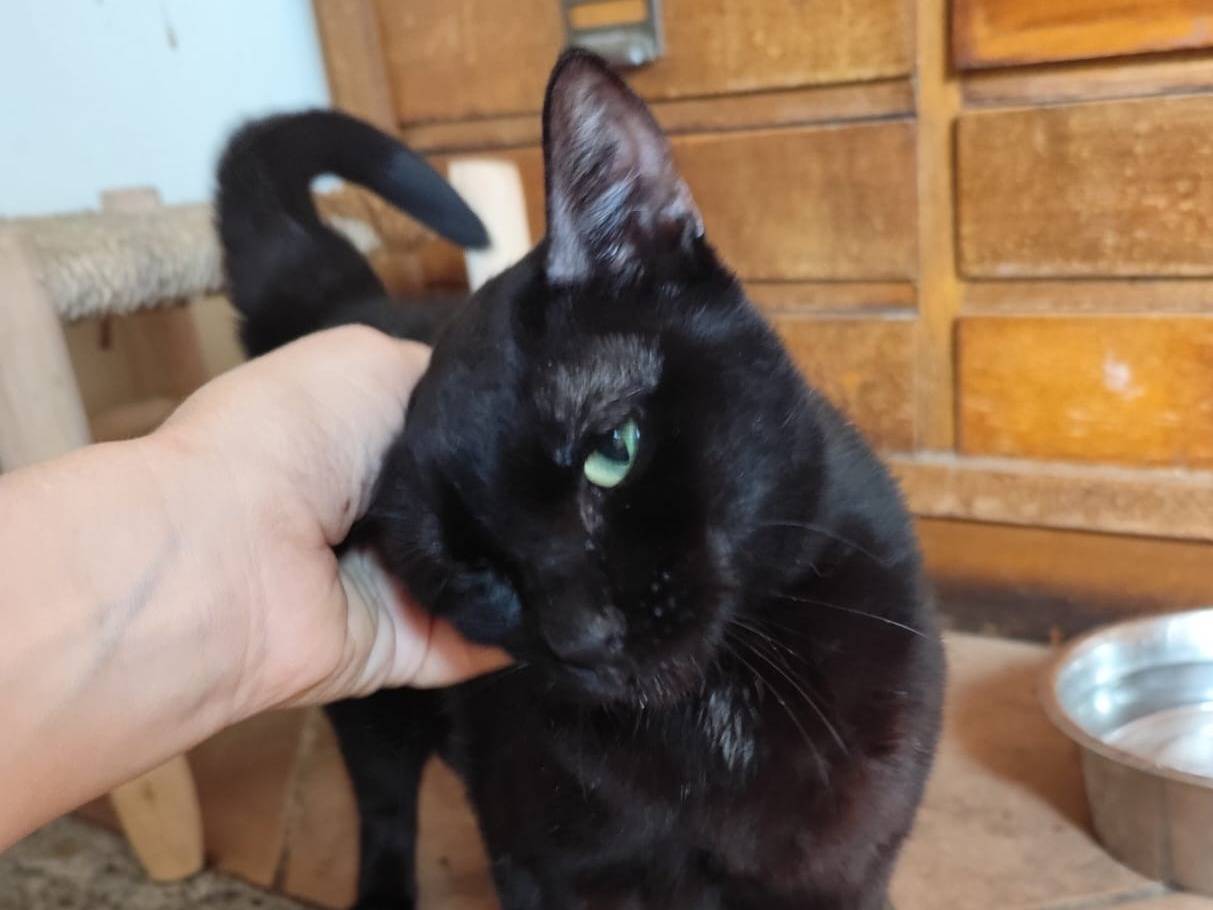 Adotta un gatto, femmina, 5 anni e 4 mesi, Pavia