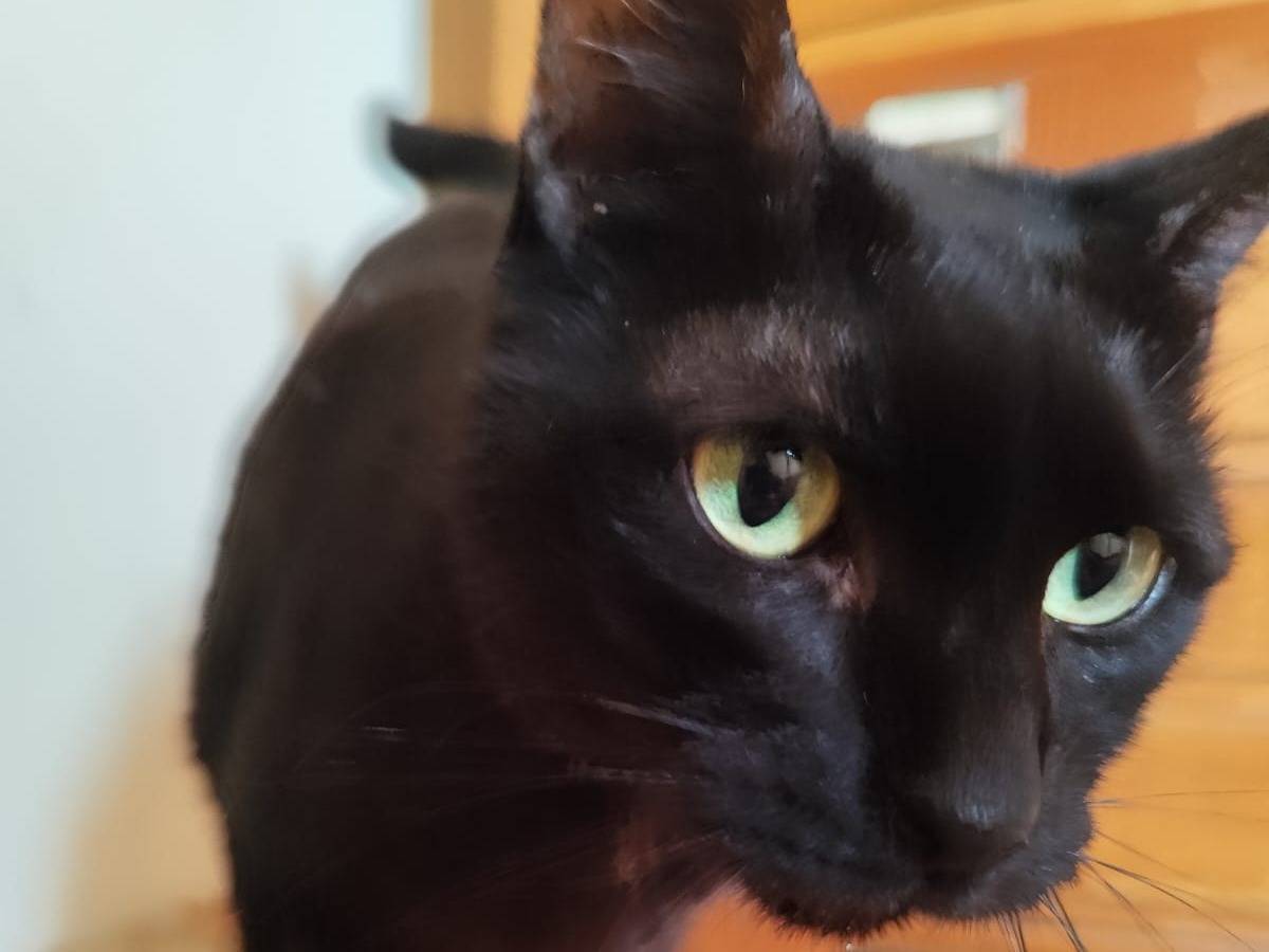 Adotta un gatto, taglia non valida, femmina, Pavia