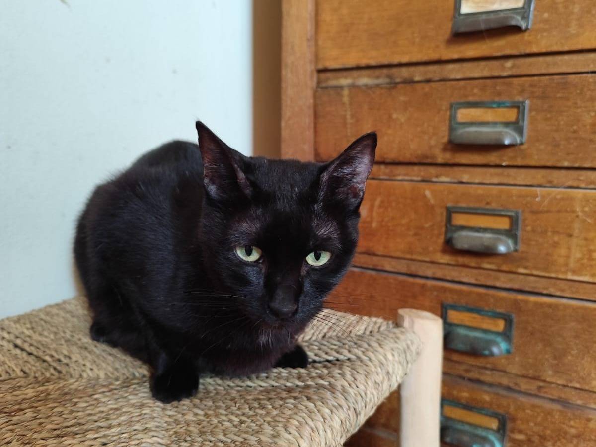 Vuoi adottare un gatto a Pavia?