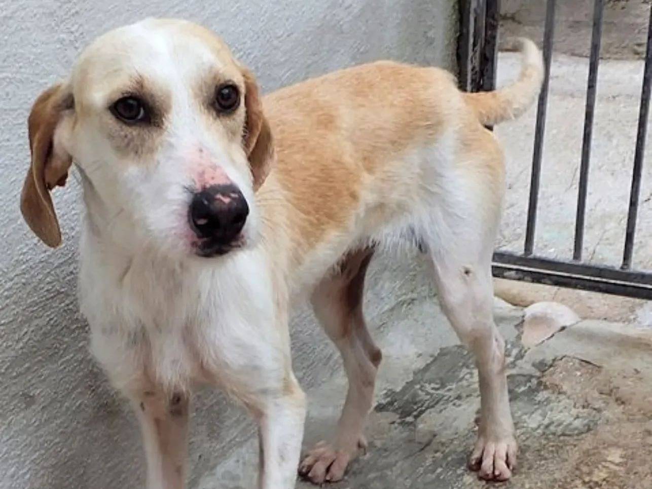 Adozione cane, femmina, Segugio Razza sconosciuta, 4 anni e 3 mesi, taglia piccola, Bologna