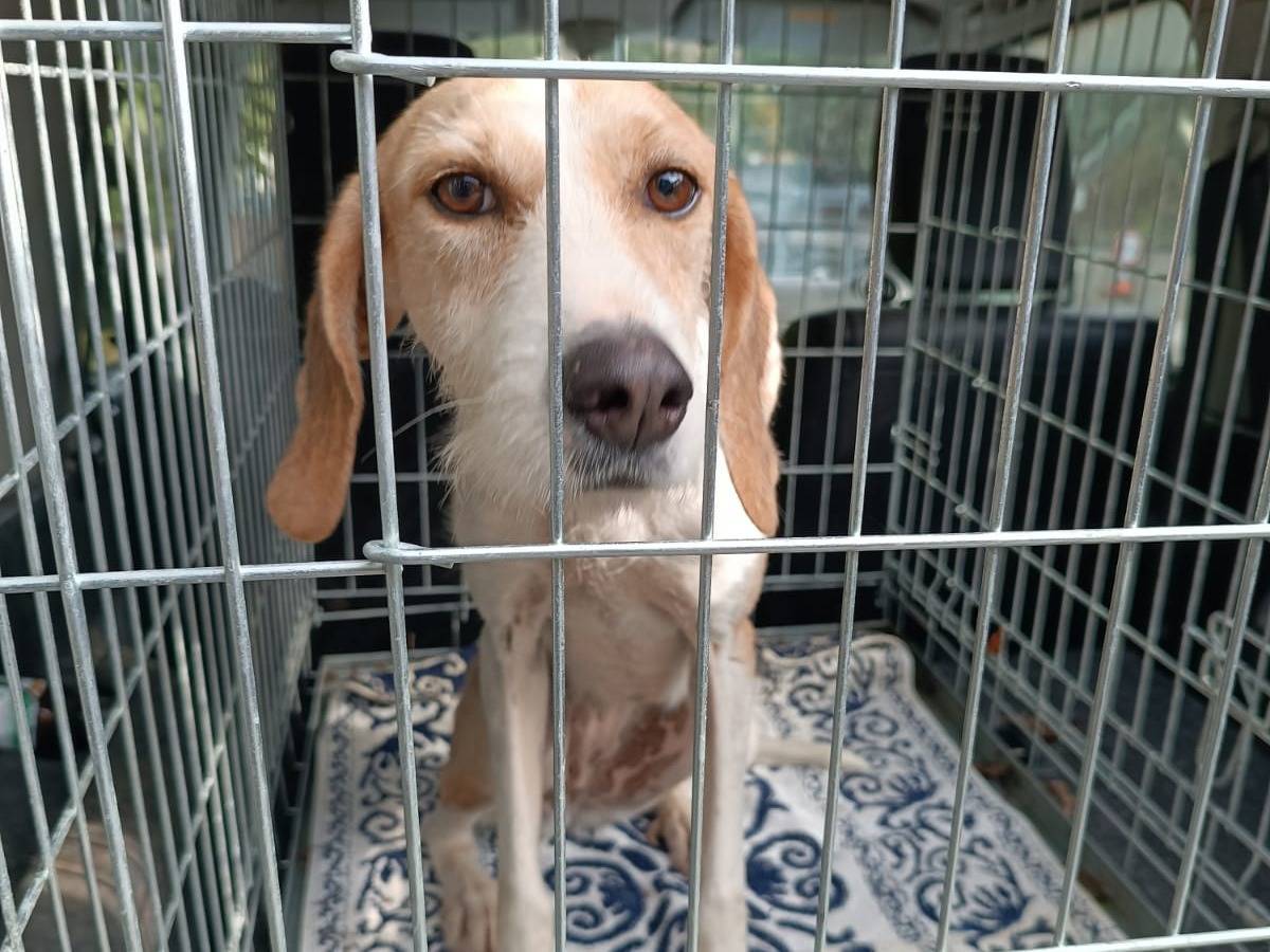Adotta un cane, femmina, 4 anni e 3 mesi, Bologna