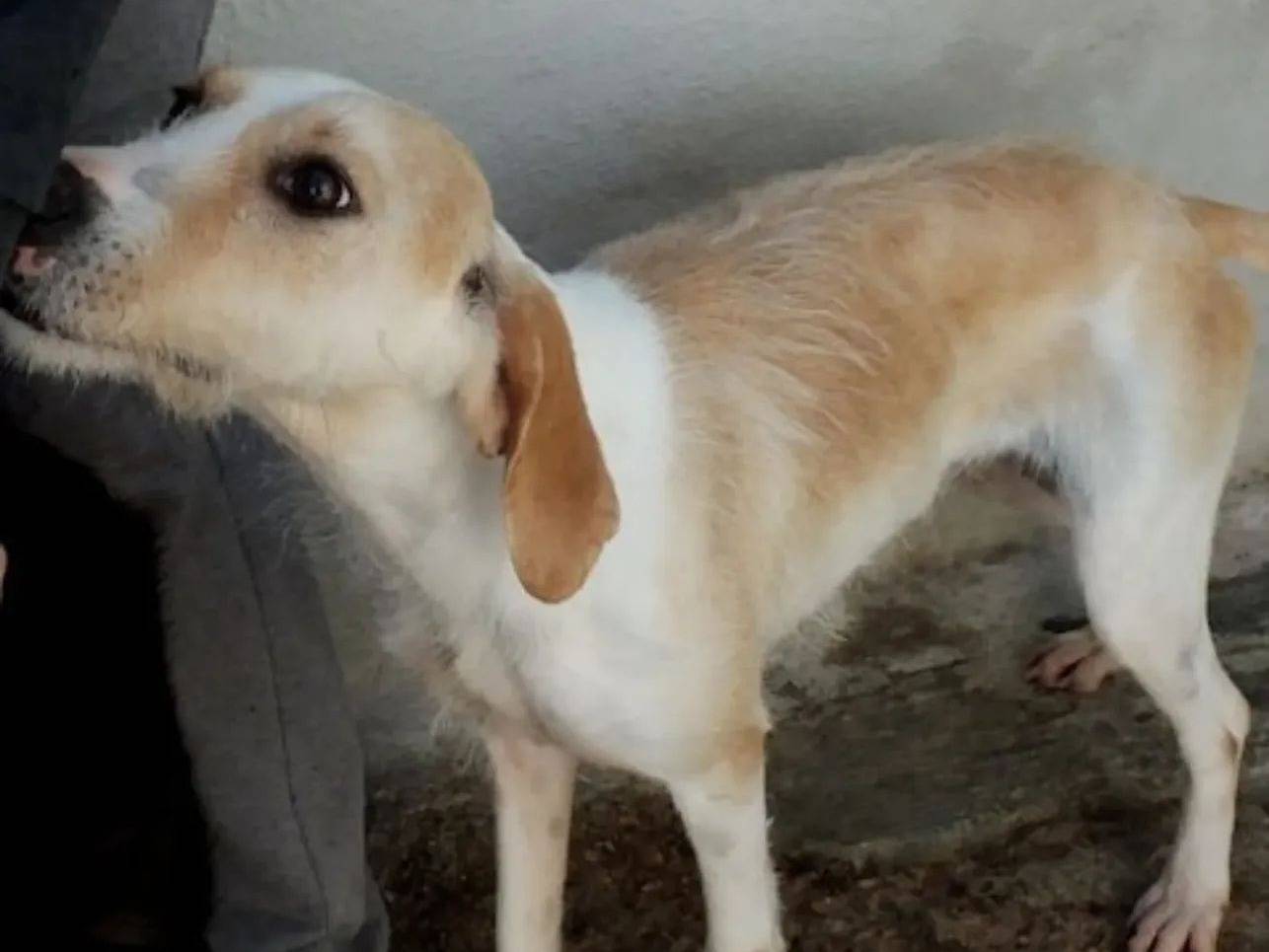 Adotta un cane, taglia piccola, femmina, Bologna