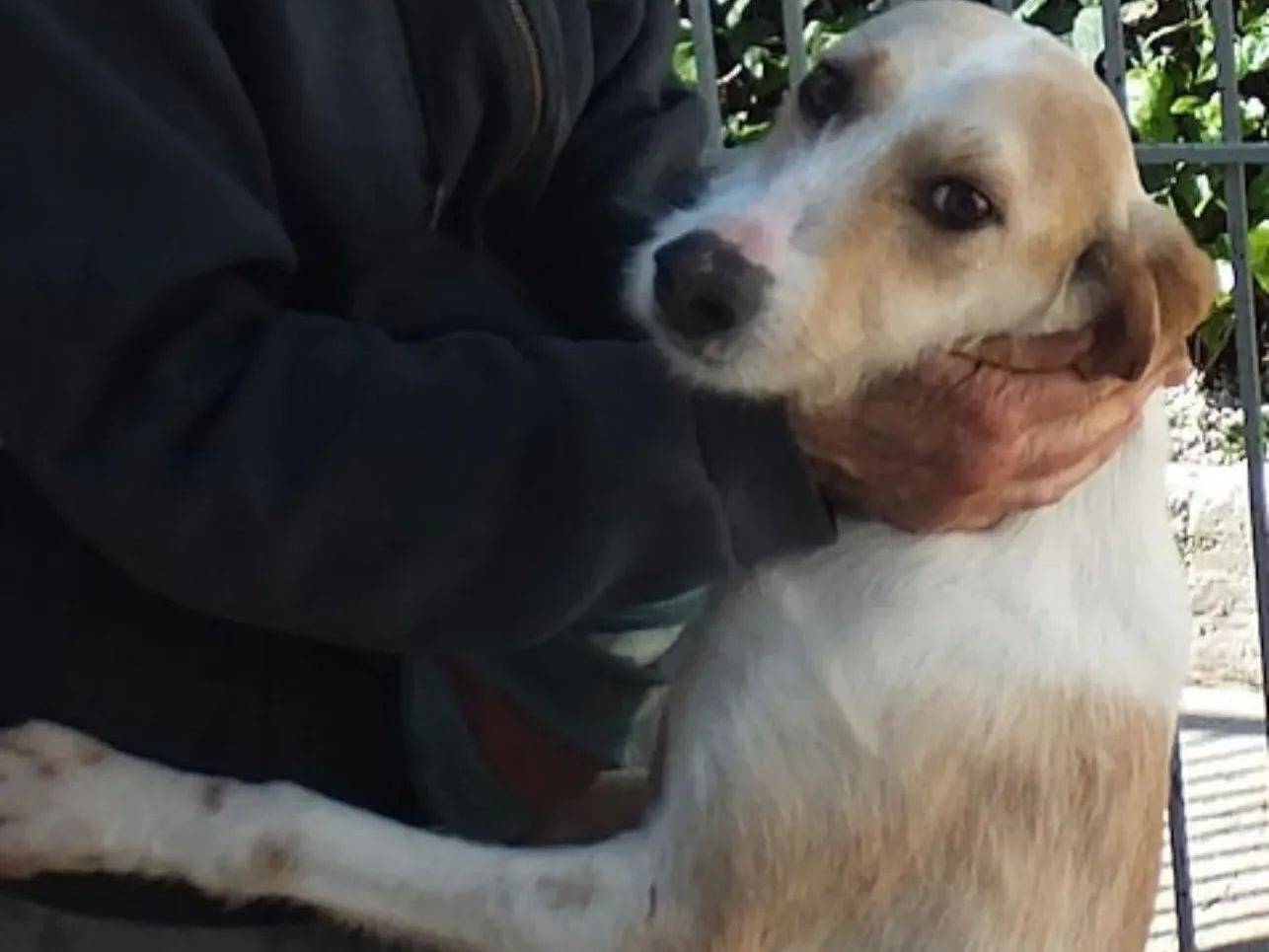 Vuoi adottare un cane a Bologna?