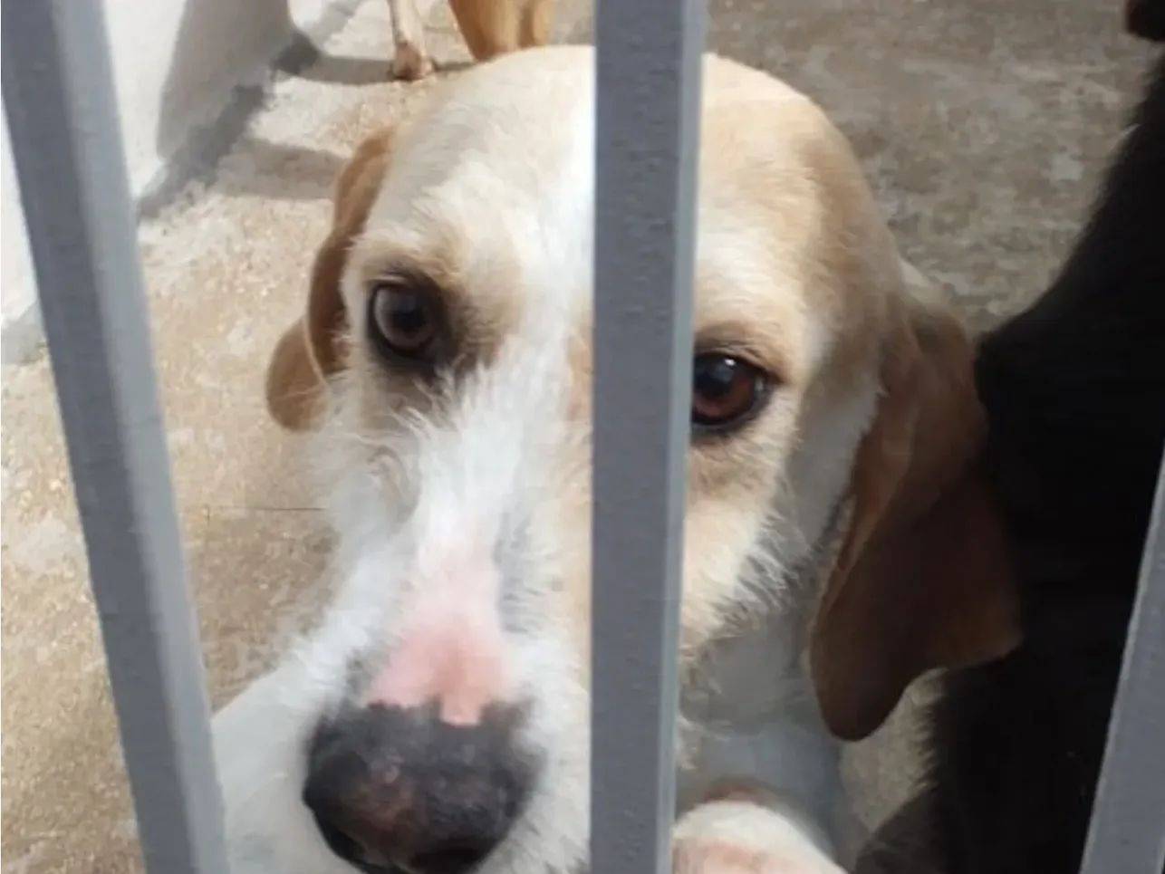 Adotta il cane Minou a Bologna