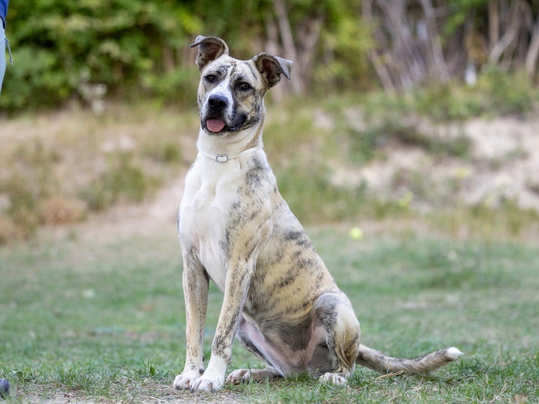 Adotta un cane, femmina, 1 anno e 1 mese, Rieti