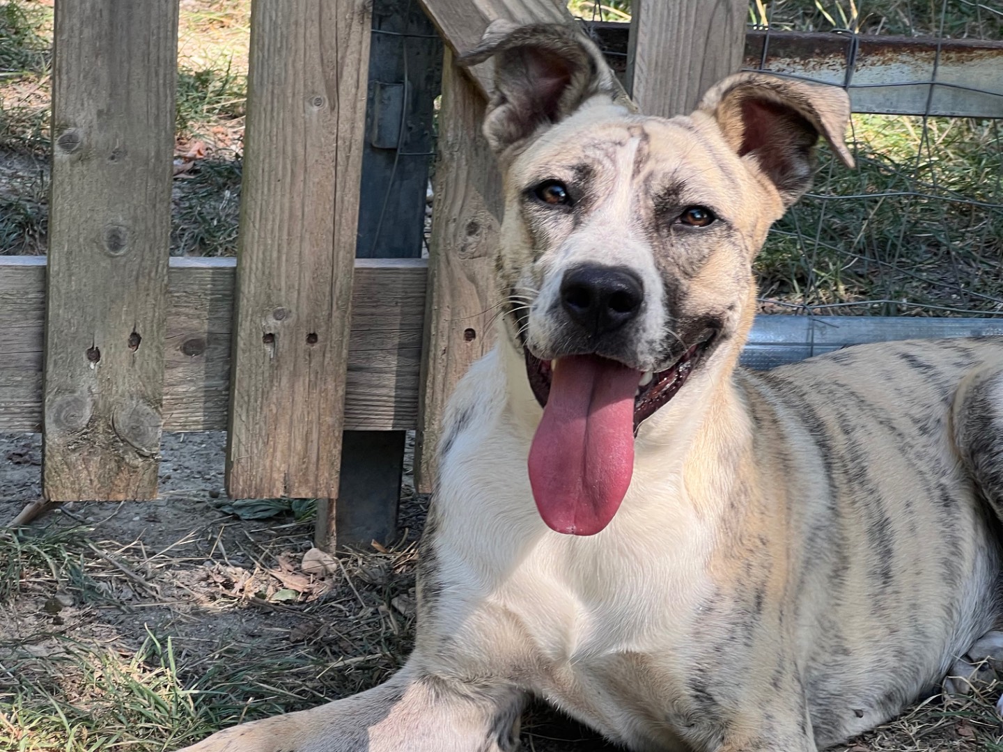 Vuoi adottare un cane a Rieti?