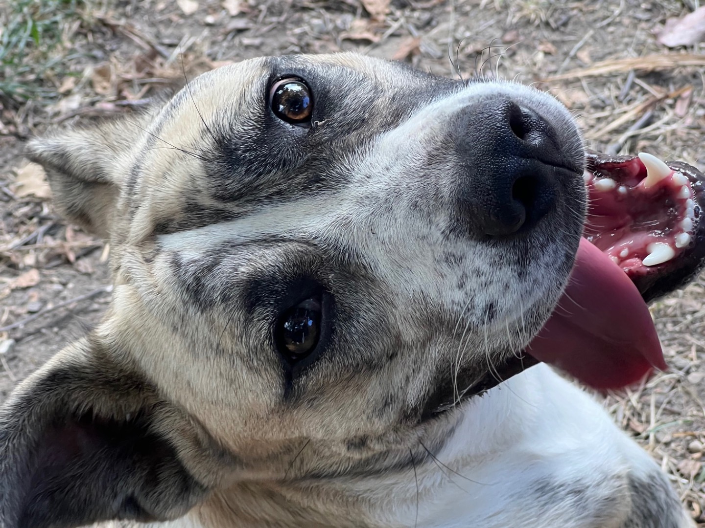 Adotta il cane Kora a Rieti