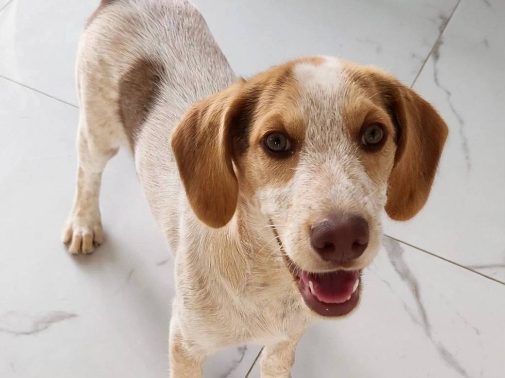 Adozione cane, maschio, Razza sconosciuta Razza sconosciuta, 6 mesi, taglia media contenuta, Padova