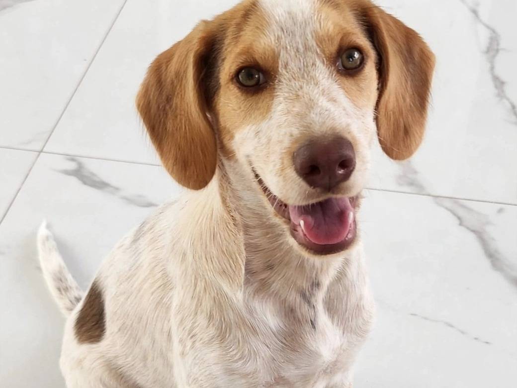 Adotta un cane, maschio, 6 mesi, Padova