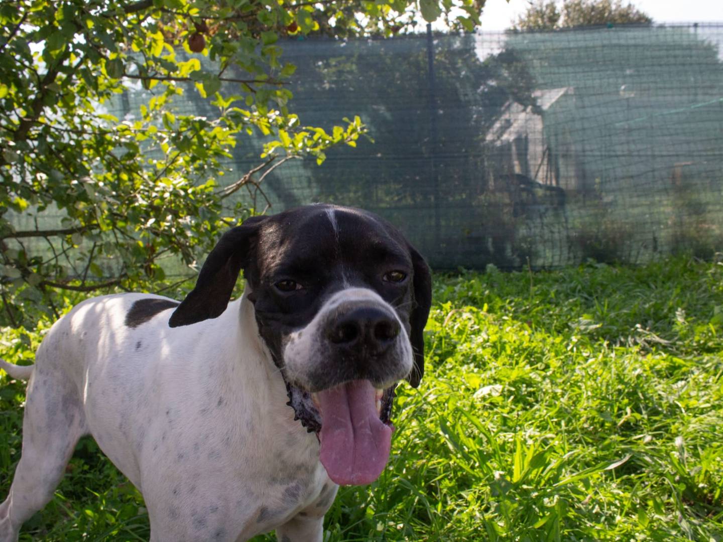 Adozione cane, maschio, Pointer Razza sconosciuta, 6 anni e 2 mesi, taglia media, Milano