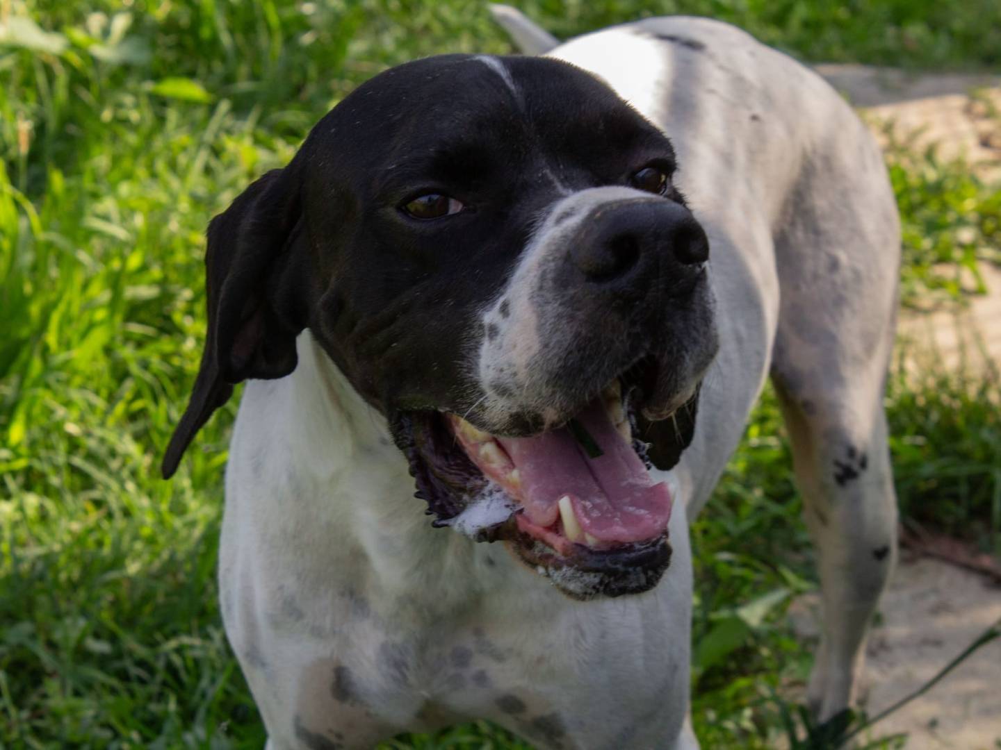 Adotta un cane, maschio, 6 anni e 2 mesi, Milano