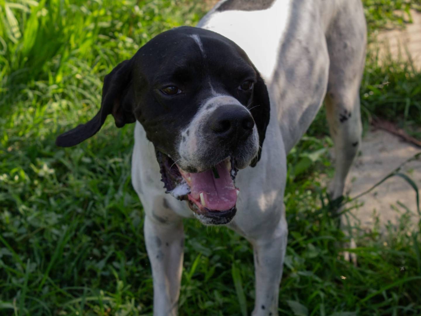 Adotta un cane, taglia media, maschio, Milano