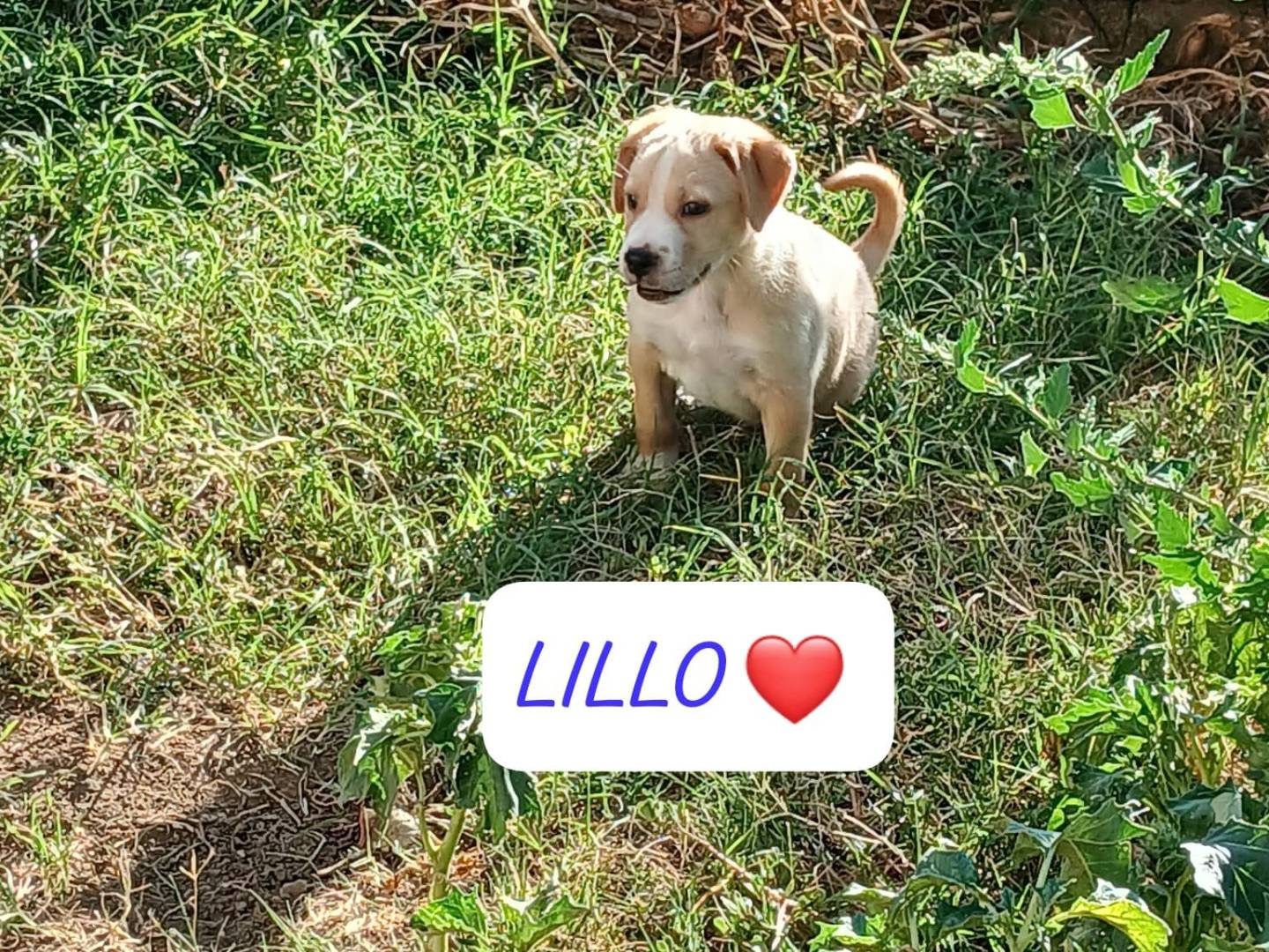 Adotta un cane, maschio, 3 mesi, Avellino